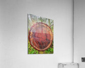 Tree Rings Acrylic Print
