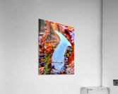 Forest Mushrooms Acrylic Print