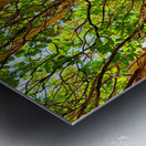 Arbutus Peeling Tree Metal print