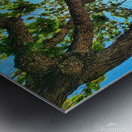 Tree and Shadow - Full Color Metal print