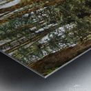 River and Forest Metal print