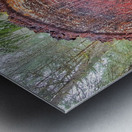 Tree Rings Metal print