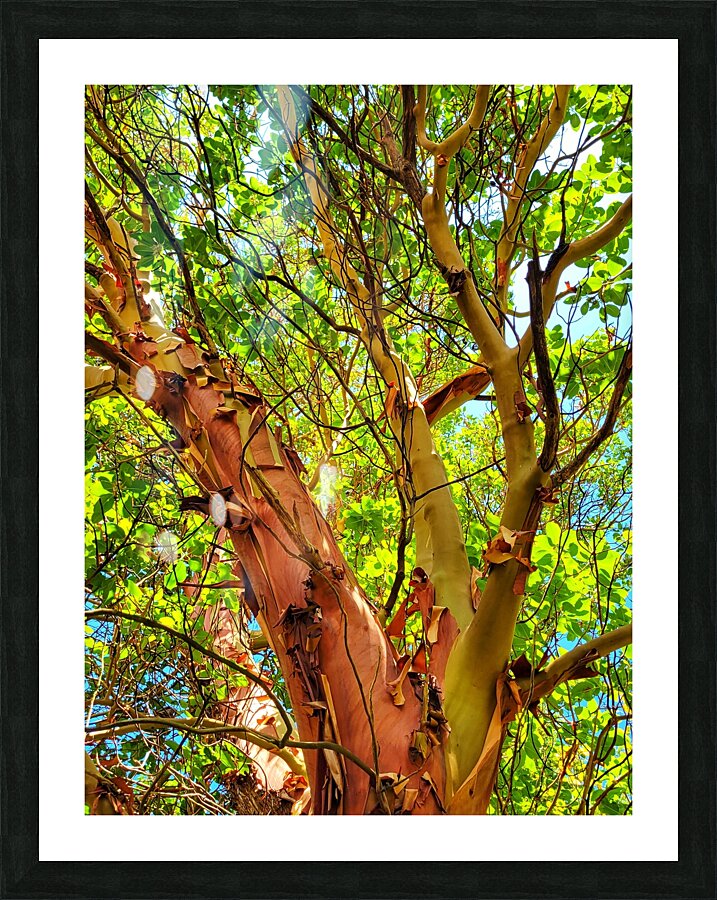 Arbutus Peeling Tree Picture Frame print
