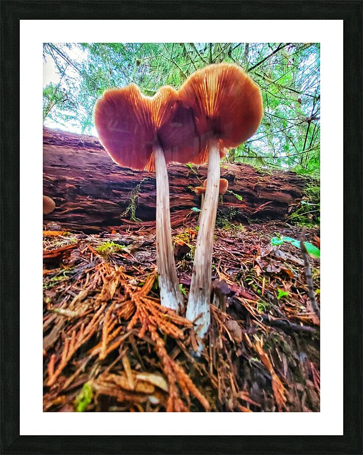 Forest Mushrooms Picture Frame print