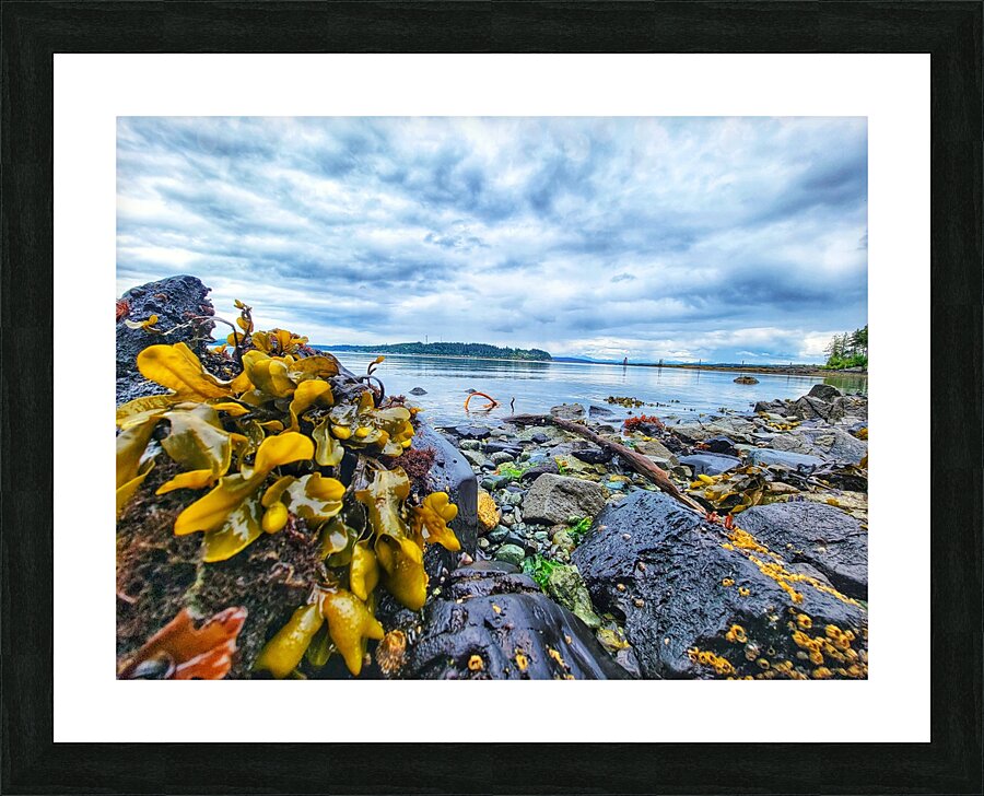 Kelp seaside in Alert Bay Picture Frame print