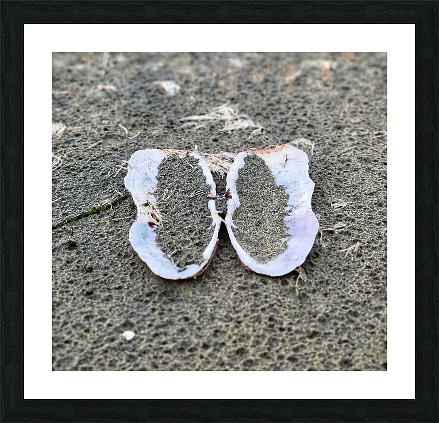 Seashell Angel Wings Tofino Picture Frame print