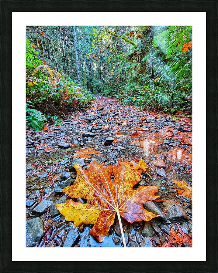 Vibrant Fall Path Picture Frame print