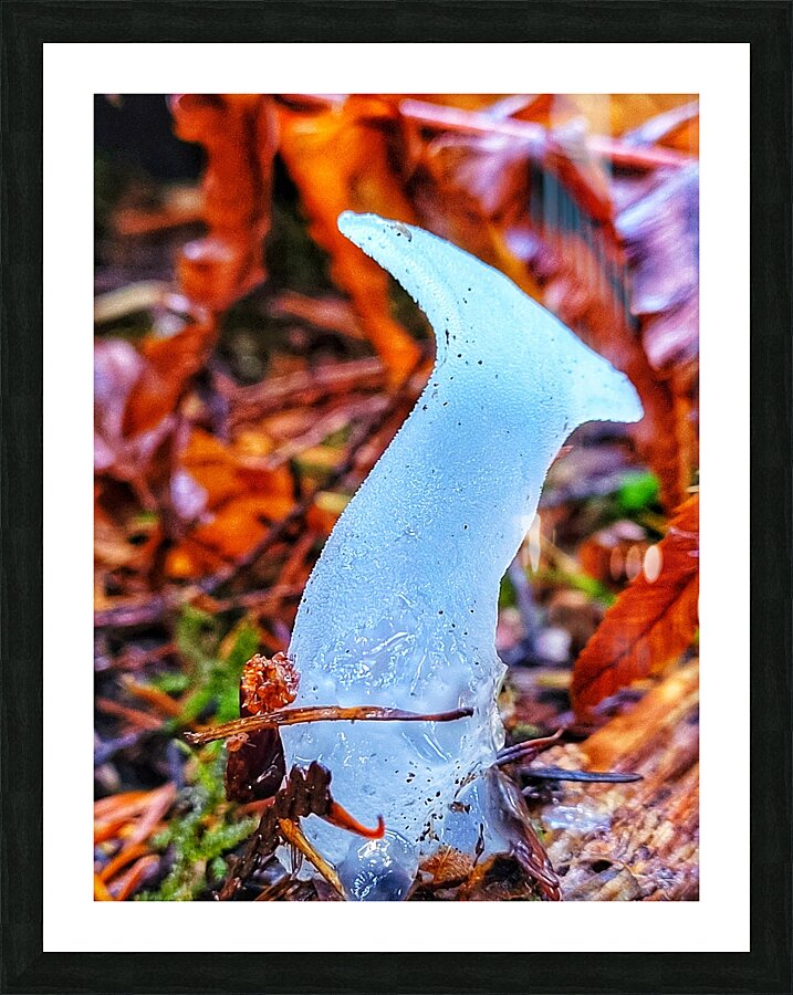 Forest Mushrooms Picture Frame print
