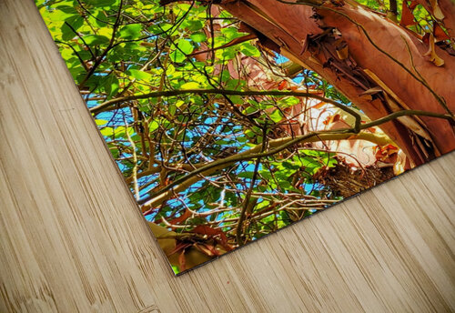 Arbutus Peeling Tree Adam Copp puzzle