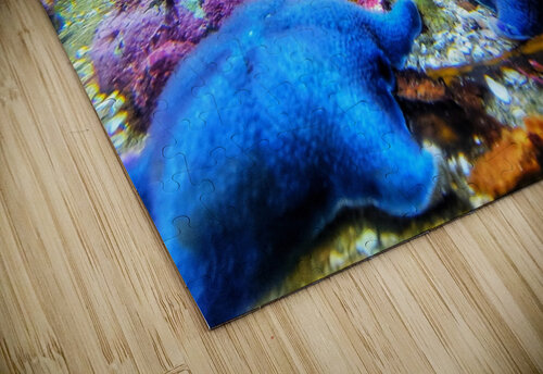 Starfish in the ocean Adam Copp puzzle