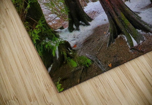 Winter Colors Adam Copp puzzle