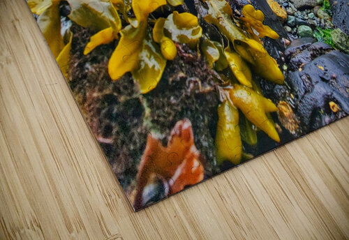 Kelp seaside in Alert Bay Adam Copp puzzle