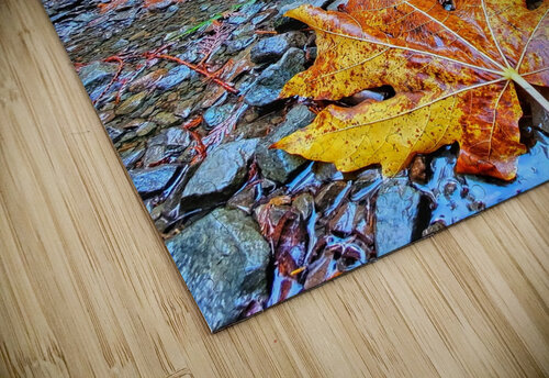 Vibrant Fall Path Adam Copp puzzle