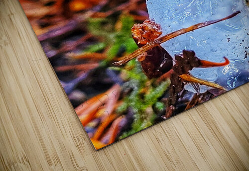 Forest Mushrooms Adam Copp puzzle