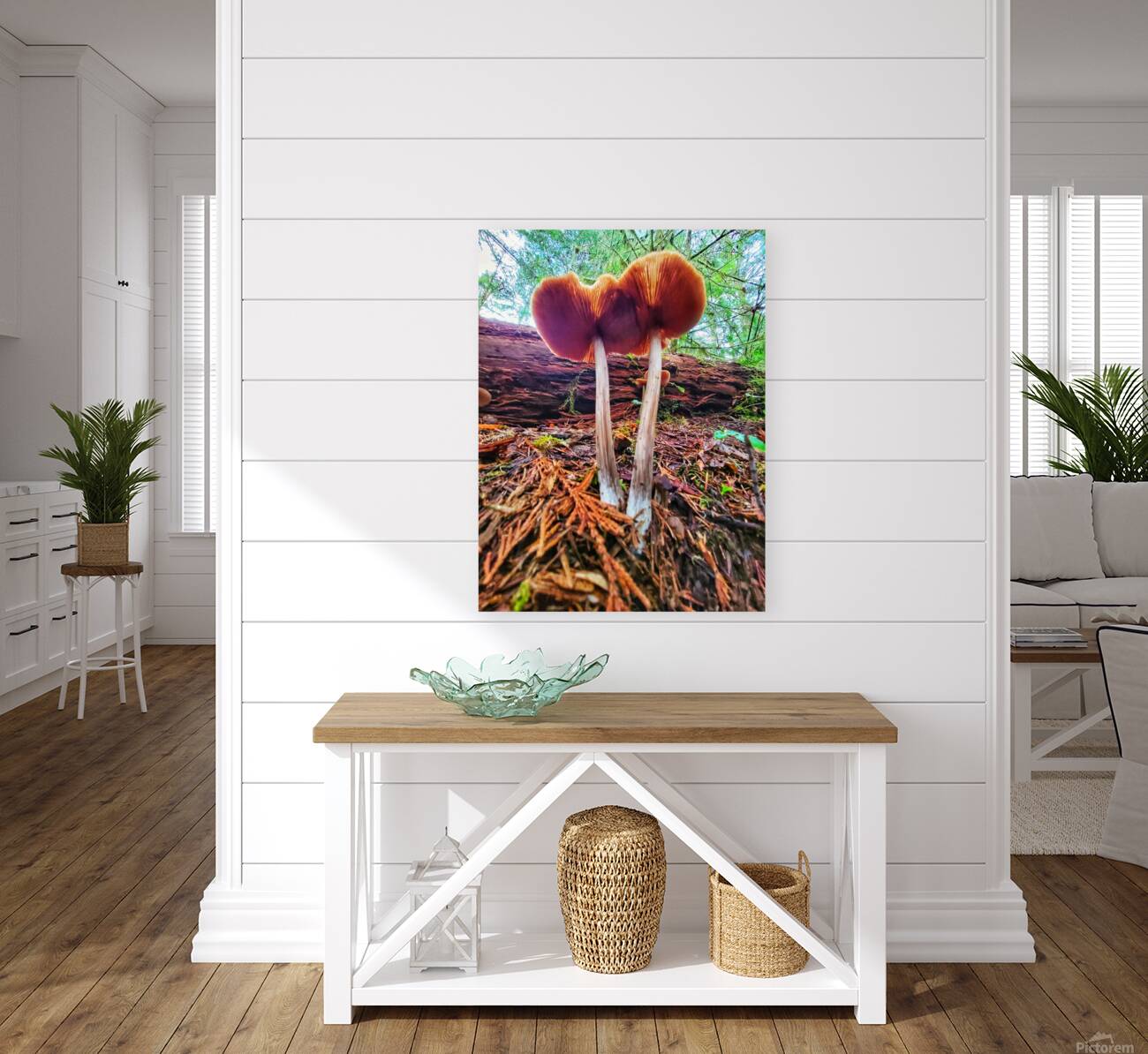 Forest Mushrooms Reproduction