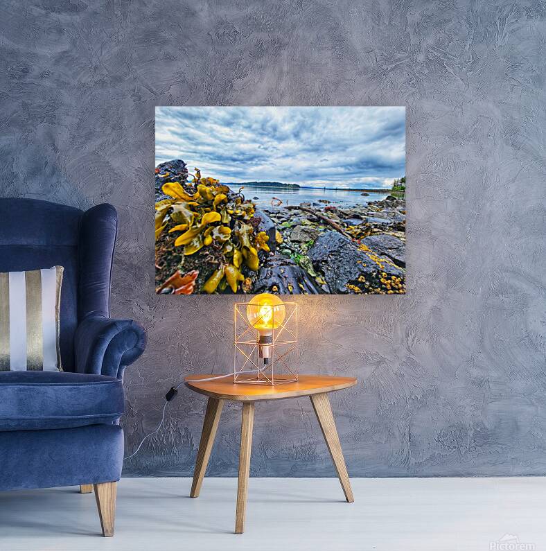 Kelp seaside in Alert Bay Reproduction