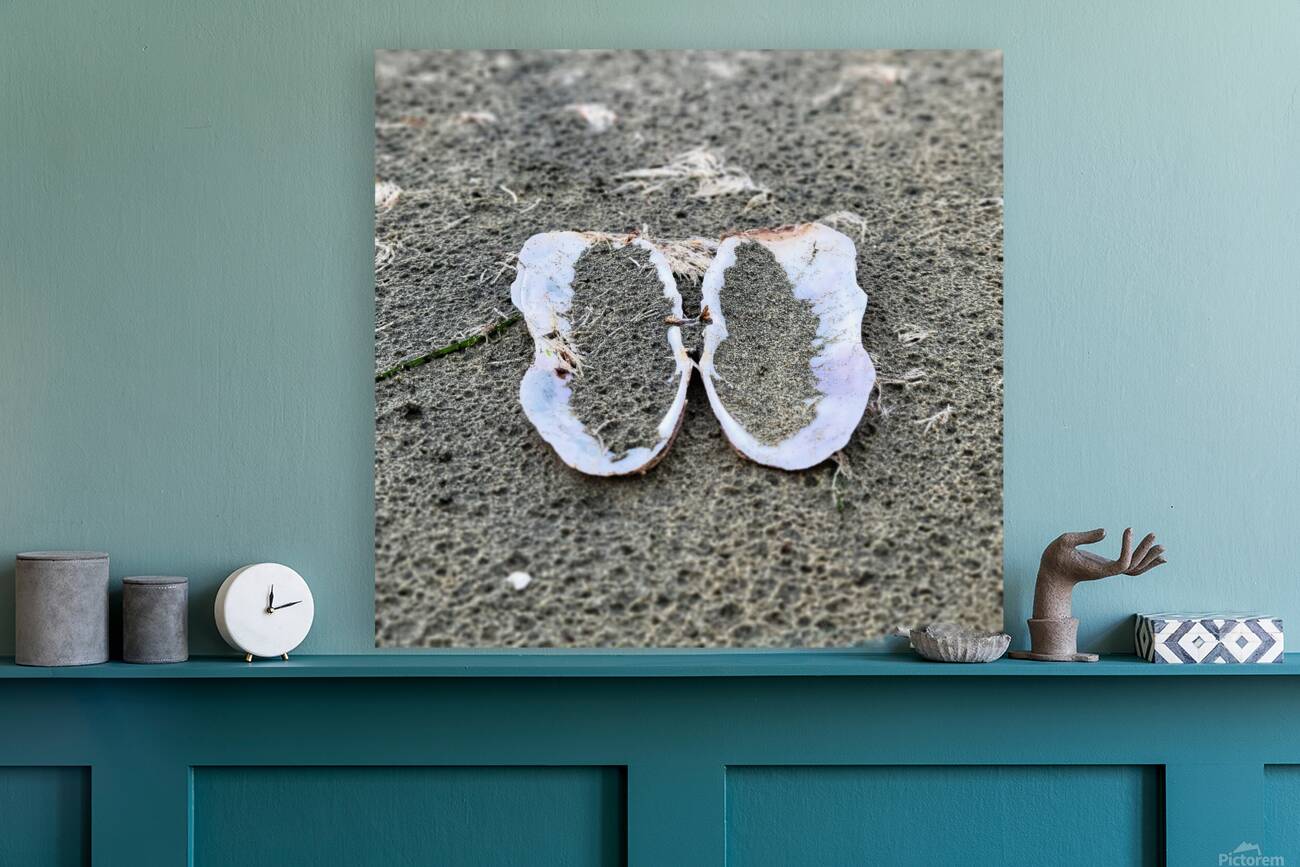 Seashell Angel Wings Tofino Reproduction