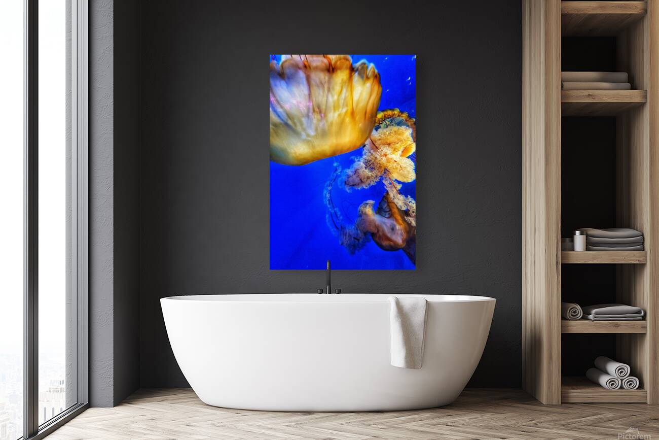 Underwater Jellyfish Reproduction