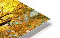 Fall Colors HD Metal print
