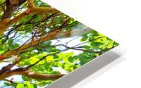Arbutus Peeling Tree HD Metal print