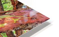Arbutus Paddle HD Metal print