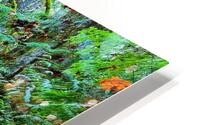 Vibrant Fall Path HD Metal print