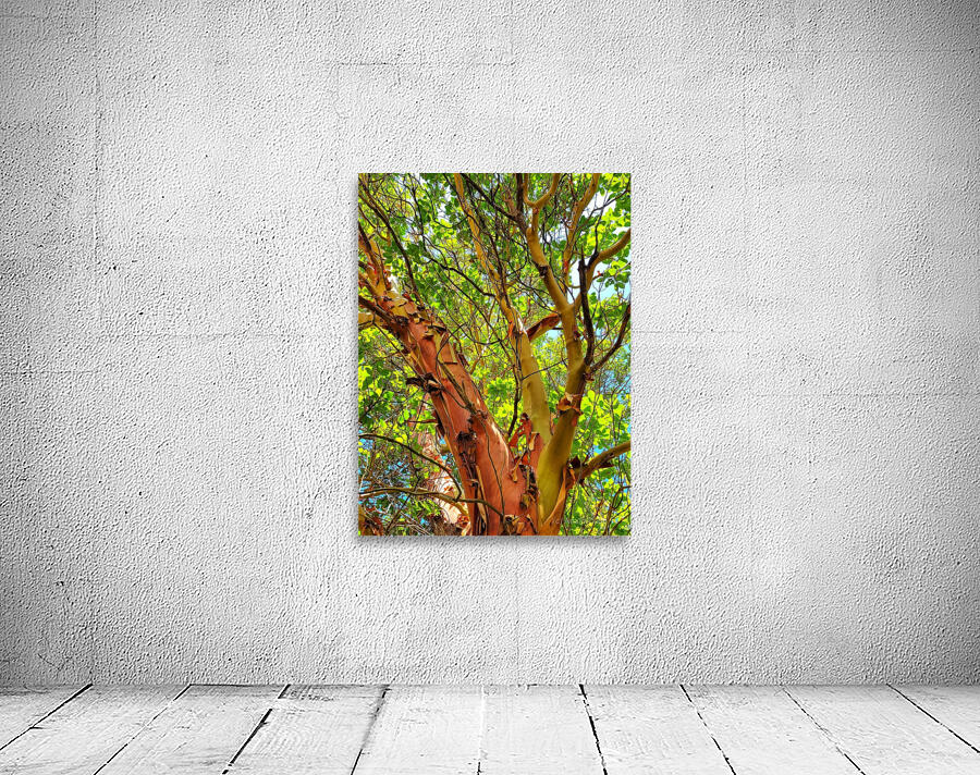 Arbutus Peeling Tree Wall Preview