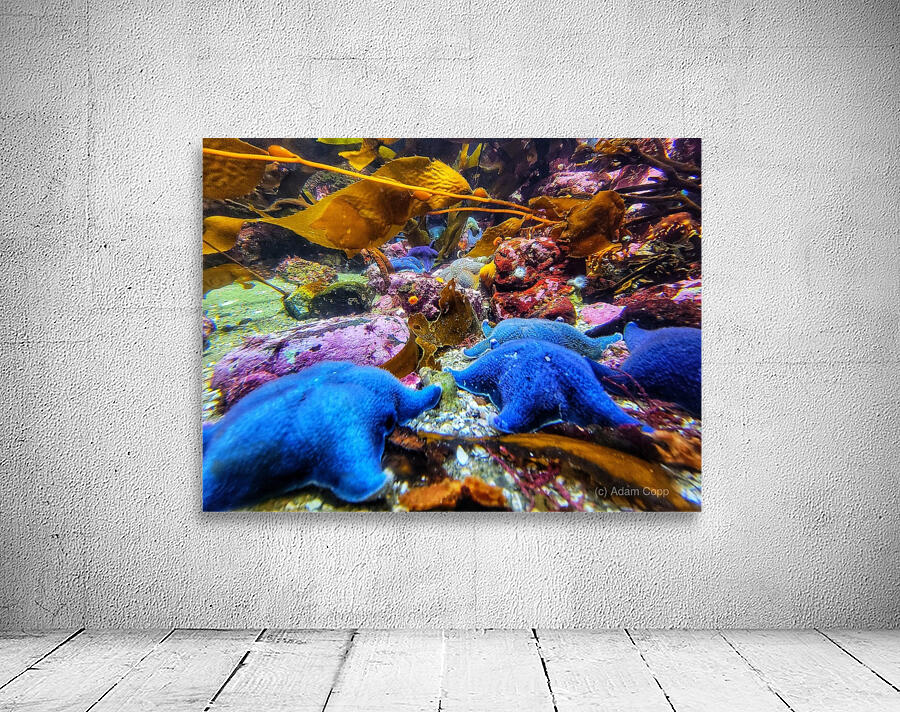 Starfish in the ocean Wall Preview