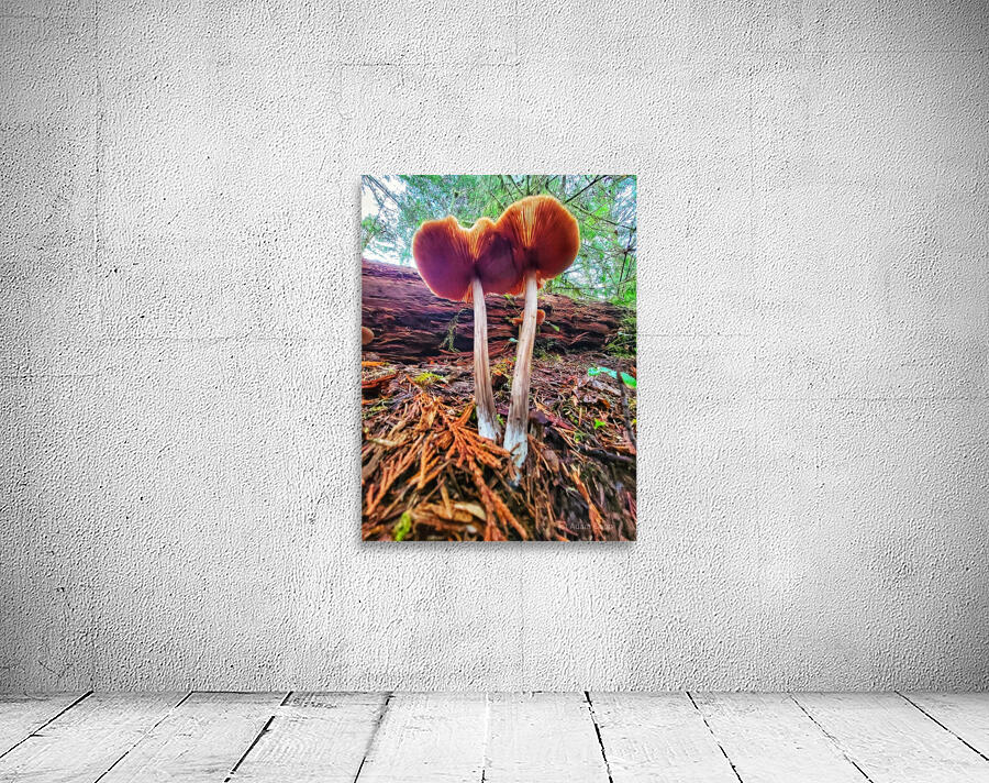 Forest Mushrooms Wall Preview