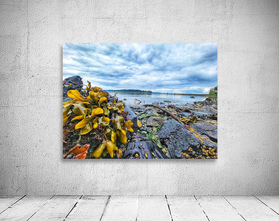 Kelp seaside in Alert Bay Wall Preview