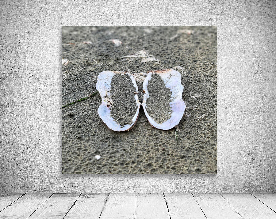 Seashell Angel Wings Tofino Wall Preview