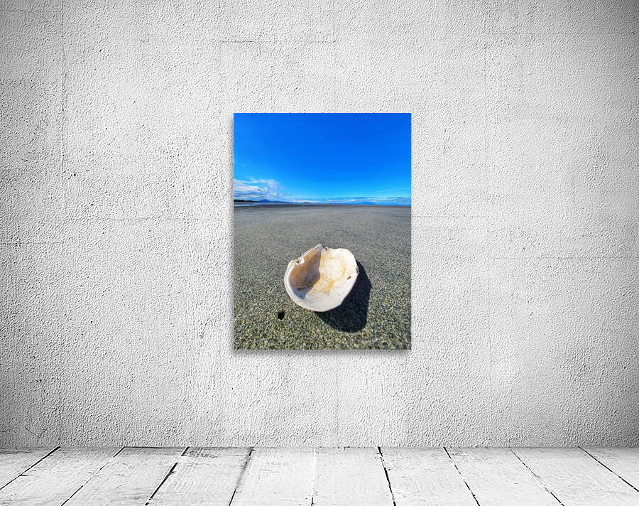 Seashell Wall Preview