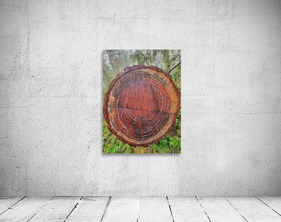 Tree Rings Wall Preview