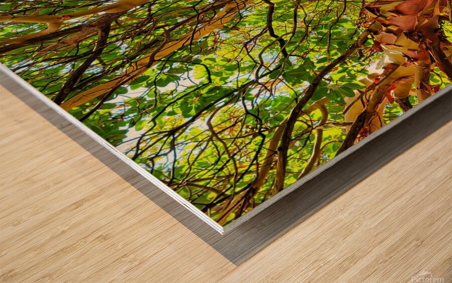 Arbutus Peeling Tree Wood print