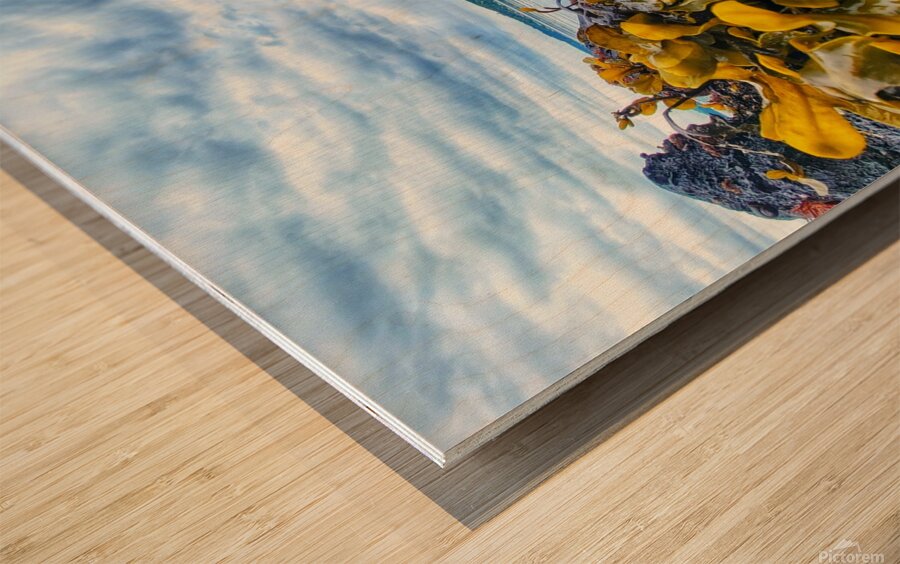 Kelp seaside in Alert Bay Wood print