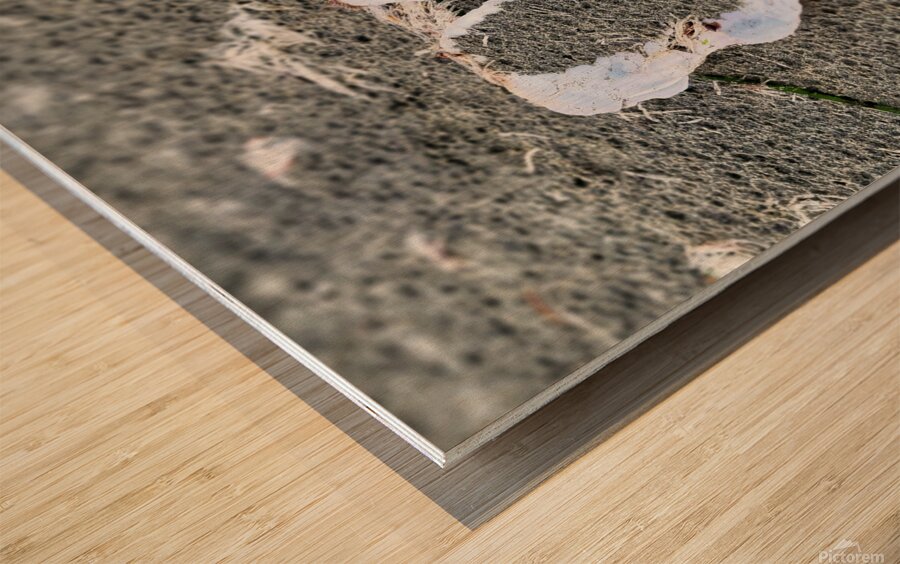 Seashell Angel Wings Tofino Wood print