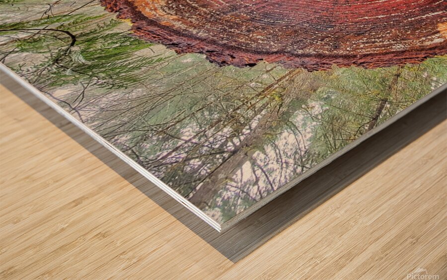 Tree Rings Wood print