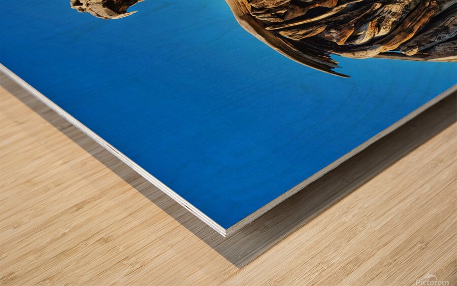 Driftwood Eagle Wood print
