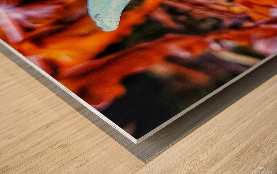 Forest Mushrooms Wood print