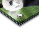 Panda Acrylic print