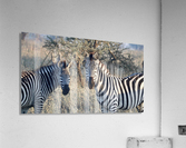 Zebras Acrylic Print
