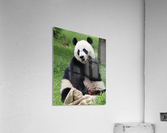Panda Acrylic Print