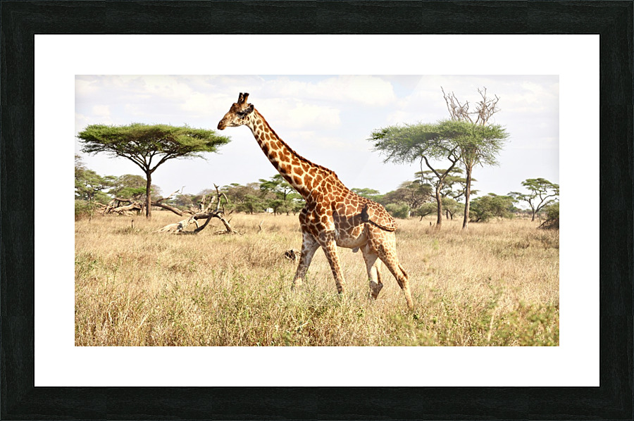 Giraffe Picture Frame print