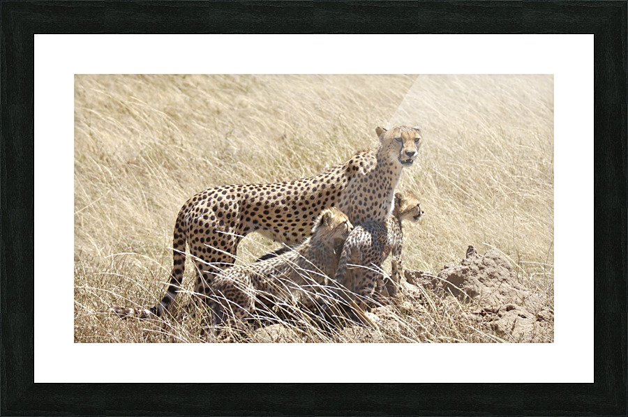 Mama Cheetah Picture Frame print