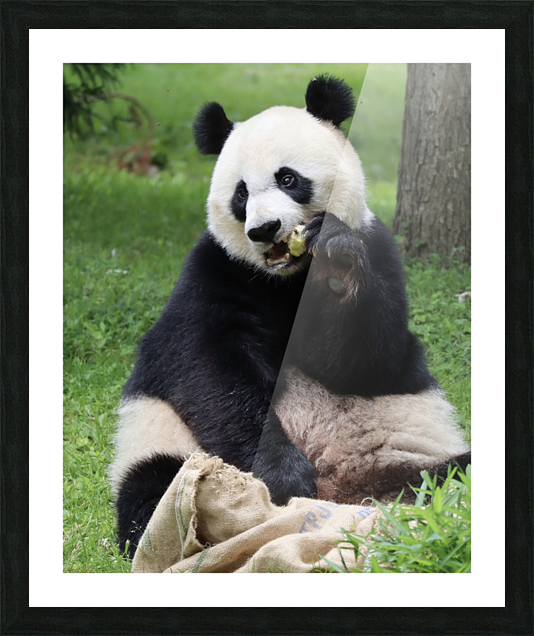 Panda Picture Frame print