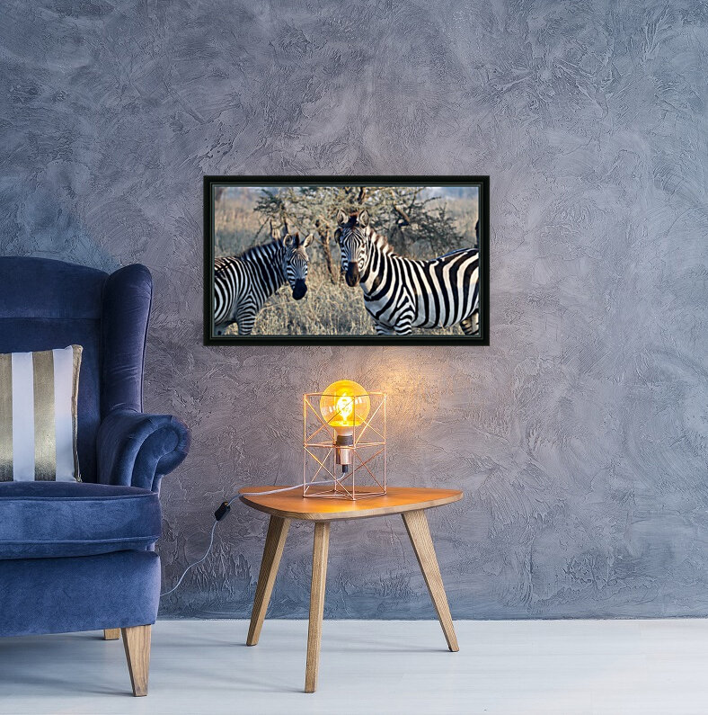 Zebras Reproduction