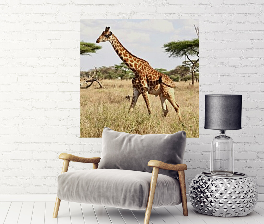 Giraffe Reproduction