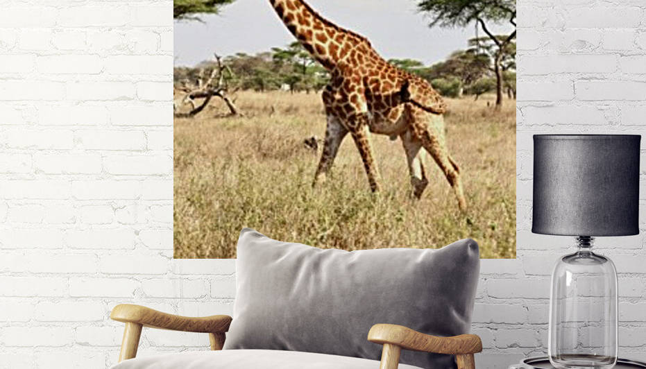 Giraffe Reproduction