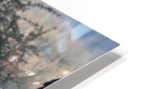 Zebras HD Metal print
