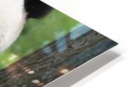 Panda HD Metal print